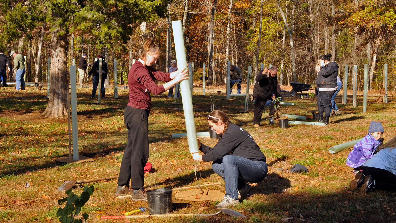 new trees planted at Silver Lake Park